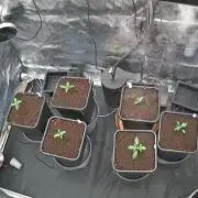 Grow #3 Fastbuds + Mephisto