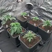 Grow #3 Fastbuds + Mephisto