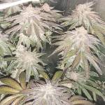 Cookies Gelato (RQS)