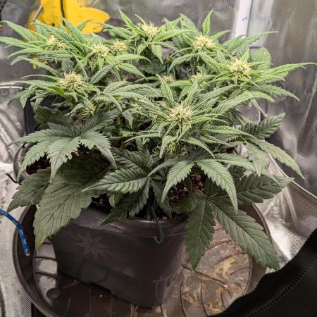 Amnesia Jelly Auto Microgrow