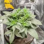 Amnesia Jelly Auto Microgrow