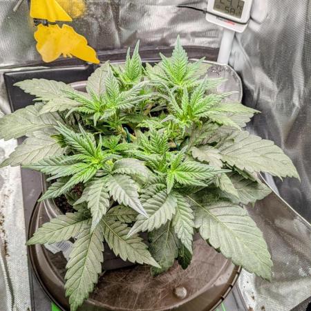 Amnesia Jelly Auto Microgrow