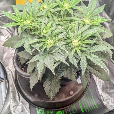 Amnesia Jelly Auto Microgrow