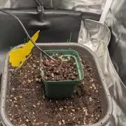 Amnesia Jelly Auto Microgrow