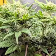 Amnesia Jelly Auto Microgrow