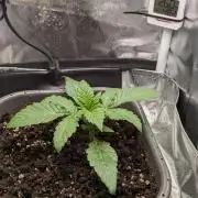 Amnesia Jelly Auto Microgrow