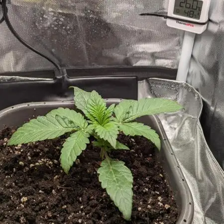 Amnesia Jelly Auto Microgrow