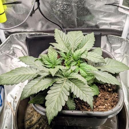 Amnesia Jelly Auto Microgrow