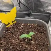 Amnesia Jelly Auto Microgrow