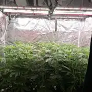 Mini-Pheno-Hunt - Urban Seedlab