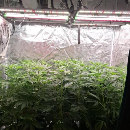 Mini-Pheno-Hunt - Urban Seedlab