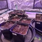 Mini-Pheno-Hunt - Urban Seedlab