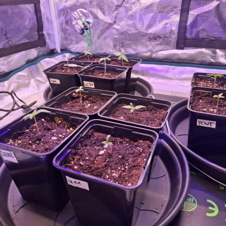 Mini-Pheno-Hunt - Urban Seedlab