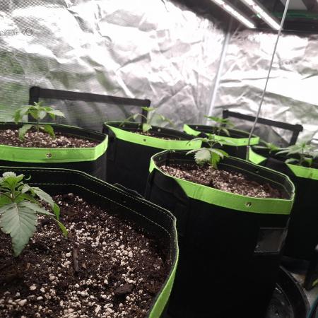 Urban Seedlab Multistrain Run Vol.2