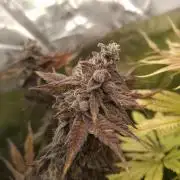 Mini-Pheno-Hunt - Urban Seedlab