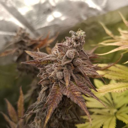 Mini-Pheno-Hunt - Urban Seedlab