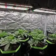 Mini-Pheno-Hunt - Urban Seedlab