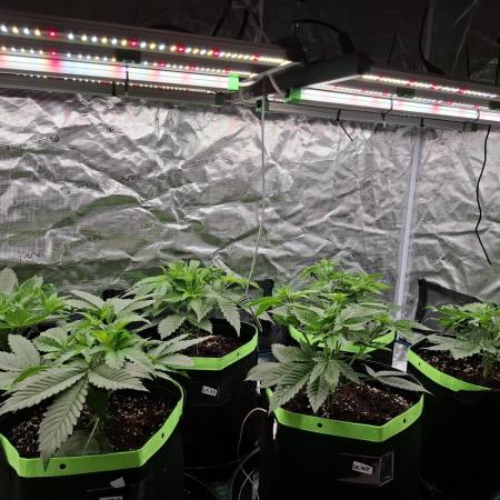 Mini-Pheno-Hunt - Urban Seedlab