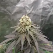 Urban Seedlab Multistrain Run Vol.2