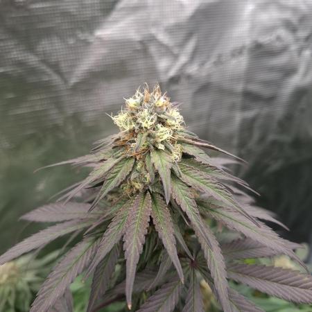 Urban Seedlab Multistrain Run Vol.2