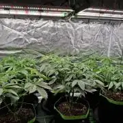 Mini-Pheno-Hunt - Urban Seedlab