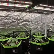 Mini-Pheno-Hunt - Urban Seedlab