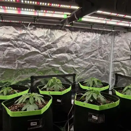 Mini-Pheno-Hunt - Urban Seedlab