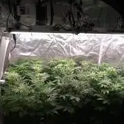 Mini-Pheno-Hunt - Urban Seedlab