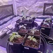 Mini-Pheno-Hunt - Urban Seedlab