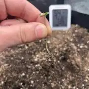 Coco Loco Fast Buds 1stgrow