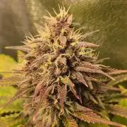 Banana Purple Punch Auto