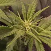 Banana Purple Punch Auto