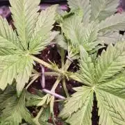 Banana Purple Punch Auto