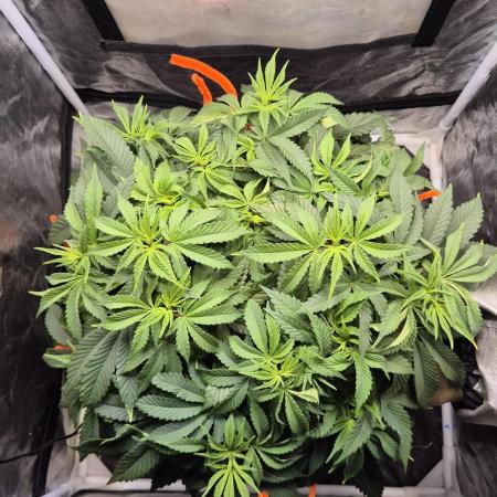 Amnesia Lemon