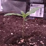 Banana Purple Punch Auto