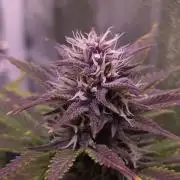 Banana Purple Punch Auto