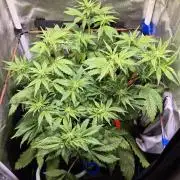 Banana Purple Punch Auto