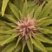 Banana Purple Punch Auto