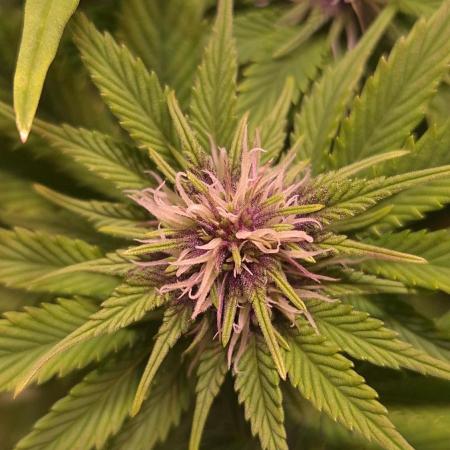 Banana Purple Punch Auto