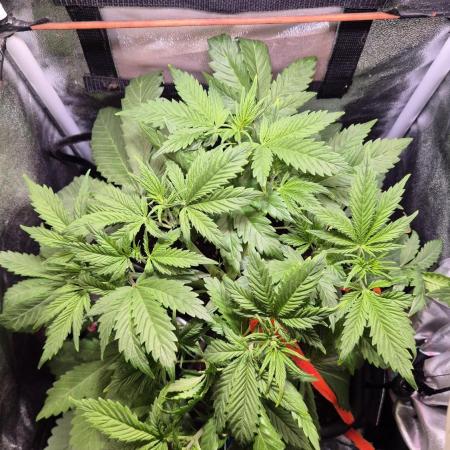 Banana Purple Punch Auto