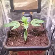 Banana Purple Punch Auto