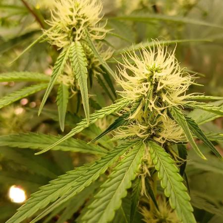 Sommer grow