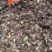 Mango cherry runtz Auto Papaya Zoap Auto
