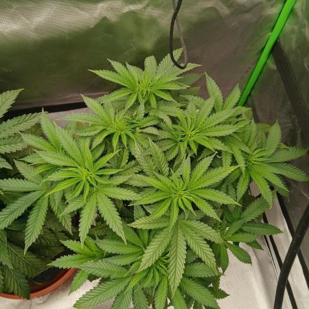 Royal Gorilla/Gushers