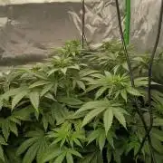 Royal Gorilla/Gushers