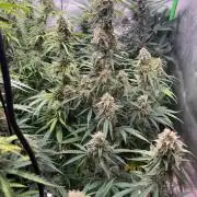 Sommer grow