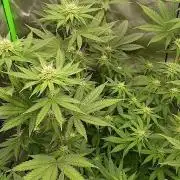 Royal Gorilla/Gushers