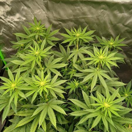 Royal Gorilla/Gushers