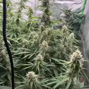 Sommer grow