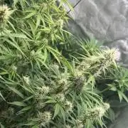 Sommer grow